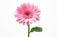 Flower dahlia petal daisy. AI generated Image by rawpixel.