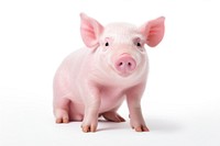 Pig animal mammal pink. AI generated Image by rawpixel.