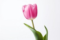 Tulip blossom flower plant. 