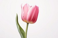 Tulip blossom flower plant. 