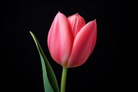 Tulip blossom flower petal. AI generated Image by rawpixel.