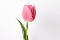 Tulip blossom flower plant. 