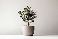 Plant bonsai leaf vase. 