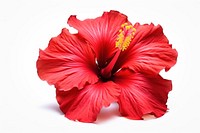 Hibiscus flower petal plant. 