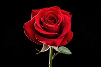 Rose flower plant red. AI generated Image by rawpixel.