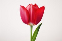 Tulip flower plant red. AI generated Image by rawpixel.