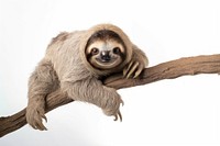 Sloth wildlife animal mammal. 