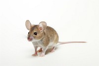 Mouse animal rodent mammal. AI generated Image by rawpixel.