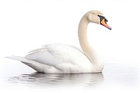 Bird swan animal white. AI generated Image by rawpixel.
