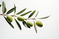 Branch plant olive leaf. 