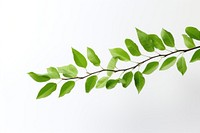 Green leaf branch plant. 