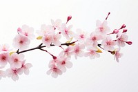 Blossom flower branch cherry. AI generated Image by rawpixel.