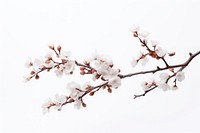 Outdoors blossom branch nature. AI generated Image by rawpixel.