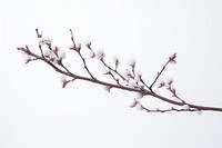 Snow outdoors blossom branch. AI generated Image by rawpixel.