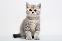 Kitten sitting animal mammal. AI generated Image by rawpixel.