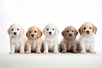 Dog animal mammal puppy. AI generated Image by rawpixel.