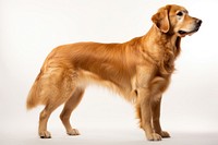 Dog retriever standing mammal. AI generated Image by rawpixel.