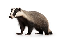 Wildlife animal mammal badger. 