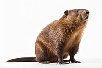 Wildlife animal mammal rodent. AI generated Image by rawpixel.