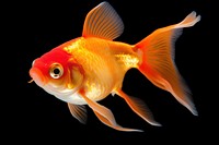 Goldfish animal pomacentridae underwater. AI generated Image by rawpixel.