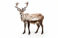 Wildlife animal antler mammal. AI generated Image by rawpixel.