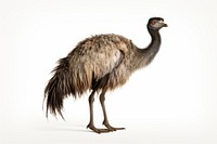 Bird emu wildlife animal. AI generated Image by rawpixel.