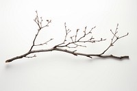 Branch plant tree leaf. AI generated Image by rawpixel.