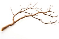 Branch plant tree wood. AI generated Image by rawpixel.