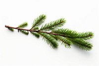 Spruce tree branch plant. 