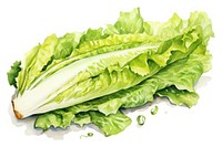 Vegetable lettuce salad plant. 