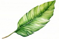 Plant leaf white background banana leaf. AI generated Image by rawpixel.