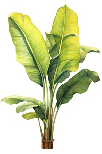 Plant banana leaf white background. AI generated Image by rawpixel.