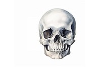 Human white background anthropology human skull. AI generated Image by rawpixel.