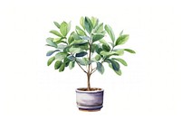Plant tree bonsai leaf. AI generated Image by rawpixel.