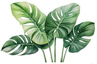 Plant tropics leaf white background. AI generated Image by rawpixel.