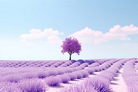 Landscape lavender outdoors blossom. 