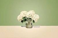 Flower hydrangea plant white. 