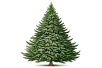 Christmas tree plant pine. AI generated Image by rawpixel.