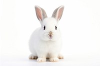 Animal rodent mammal white. AI generated Image by rawpixel.