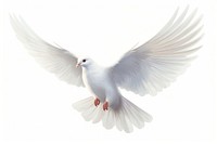 Animal flying white bird. 