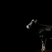 Cow livestock standing animal. AI generated Image by rawpixel.