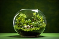 Aquarium nature plant glass. 