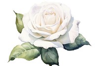Flower rose plant white. AI generated Image by rawpixel.