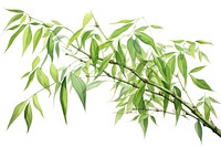 Bamboo tree plant green. 