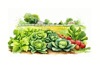 Vegetable outdoors lettuce garden. 