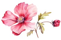 Flower hibiscus blossom petal. AI generated Image by rawpixel.
