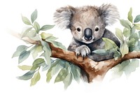 Koala wildlife mammal representation. 