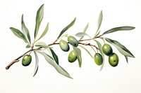 Branch plant olive leaf. 