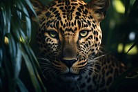 Wildlife leopard animal mammal