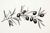 Drawing branch sketch olive. AI generated Image by rawpixel.